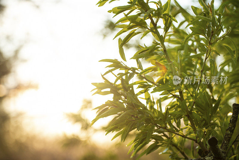 Almond trees at sunset